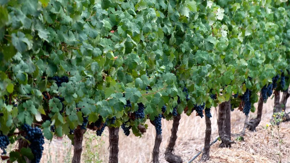 Le vigne del Sudafrica